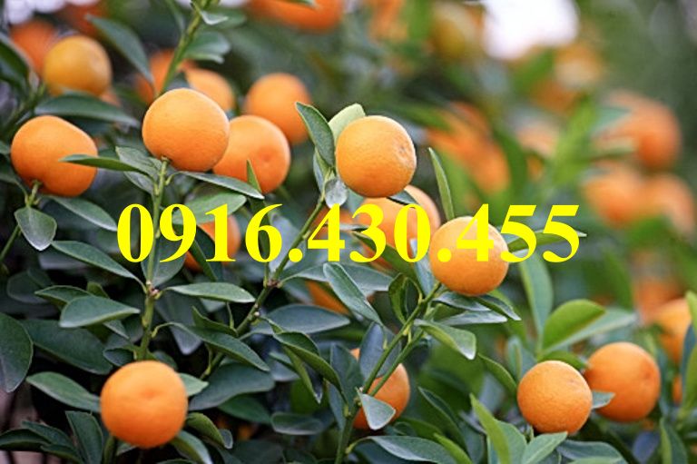 Cây giống quất chua